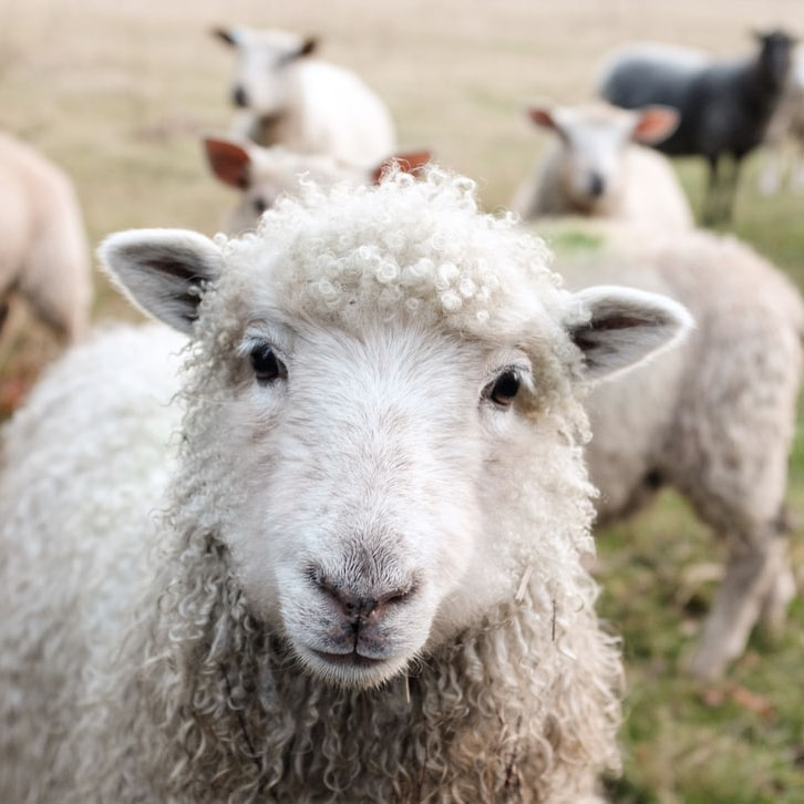 What Do You Need for a Farm: Weighing Scales