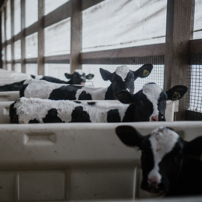 How Internet of Things Apply in the Milk Sheep Farm？